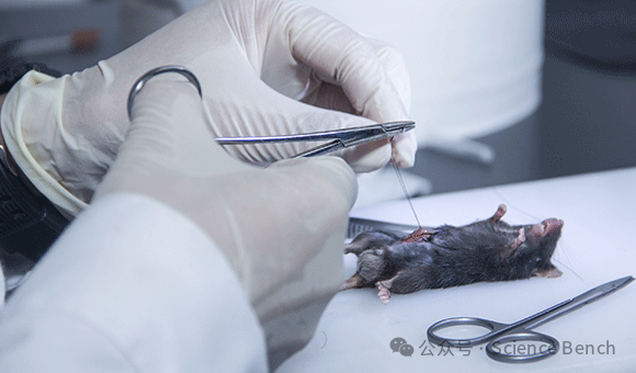 脓毒症模型构建_动物实验外包公司_普拉特泽生物